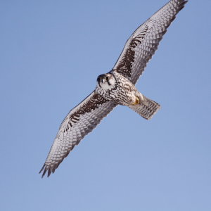 Photo Saker Falcon