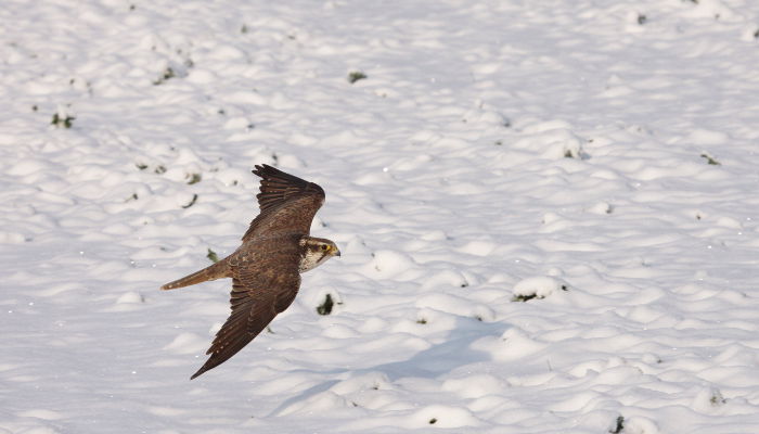 Photo Saker Falcon